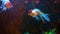 Red And White Oranda Goldfish Against Air Bubble Curtain In Home Aquarium