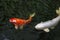 Red and white ornamental carp swim in the lake. Koi carp are ornamental domesticated fish