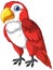 Red and white parrot standing