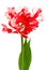 Red and white parrot tulip