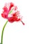 Red and white parrot tulip