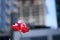 Red and white parrot tulip in an urban setting