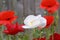 Red and White Peace Poppies 01