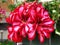 Red and white Pelargonium flowers