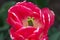 Red White Peony wild flower - Paeonia mascula