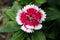 Red and white perennial dianthus
