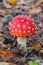 Red and white perfection with fly agaric, Amanita muscaria