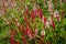 Red and White Persicaria Flowers with Green Leaves