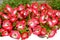 Red and white Petunia grandiflora flowers