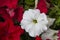 A red and white petunias. Beautiful close up of a red and white  wild petunia. Very beautiful bright, colorful, blooming petunias