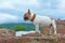 Red and white pied French Bulldog dog with paracord collar standing on old ruins wall looking to the side