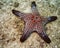 Red and white pin cushion starfish