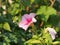 Red, white, pink buds of Petunia flowers. Gardening