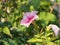 Red, white, pink buds of Petunia flowers. Gardening