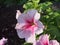 Red, white, pink buds of Petunia flowers. Gardening