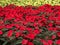 Red and white poinsettia Christmas flowers