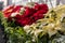 Red and white Poinsettia flowers in greenhouse setting for Christmas holiday