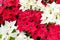 Red and white poinsettias.