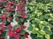 Red and white poinsettias growing side by side in a greenhouse