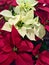 Red and White Pointsettias