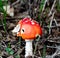 Red and white poison mushroom