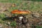 Red and white poisonous mushroom called Amanita Muscaria