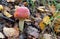 The red and white poisonous toadstool or mushroom called ly Agaric