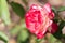 Red and White Rose, Winter Park, Orlando, Florida