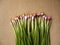Red and white Scallions
