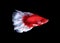 Red and white siamese fighting fish halfmoon , betta fish isolated on black background..