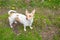 Red and white small chihuahua weenie dog outdoor photo