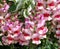 Red and white snapdragons in full bloom
