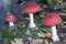 Red white spotted mushroom