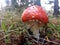 Red and White Spotted Toad Stool