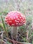 Red and White Spotted Toad Stool