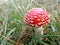 Red and White Spotted Toad Stool