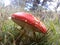 Red and White Spotted Toad Stool