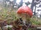 Red and White Spotted Toad Stool