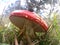 Red and White Spotted Toad Stool