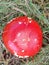 Red and White Spotted Toad Stool top