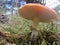 Red and White Spotted Toad Stool underside