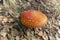 Red and white-spotted toadstool mushroom in Etna Park
