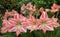 Red and White Striped Amaryllis