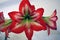 Red and white striped barbados lily, Hippeastrum striatum is a flowering perennial herbaceous bulbous plant