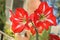 Red and white striped Barbados lily plant