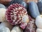 Red and white striped sea scallop, laid on the colorful pebbles on the beach