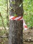 Red and white striped tape bind to an old tree