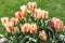 Red and white striped tulips on the flowerbed