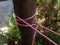 A red and white thin rope is tied to a wooden pole