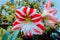 Red and white tropical flowers in a greenhouse in Holland Michigan